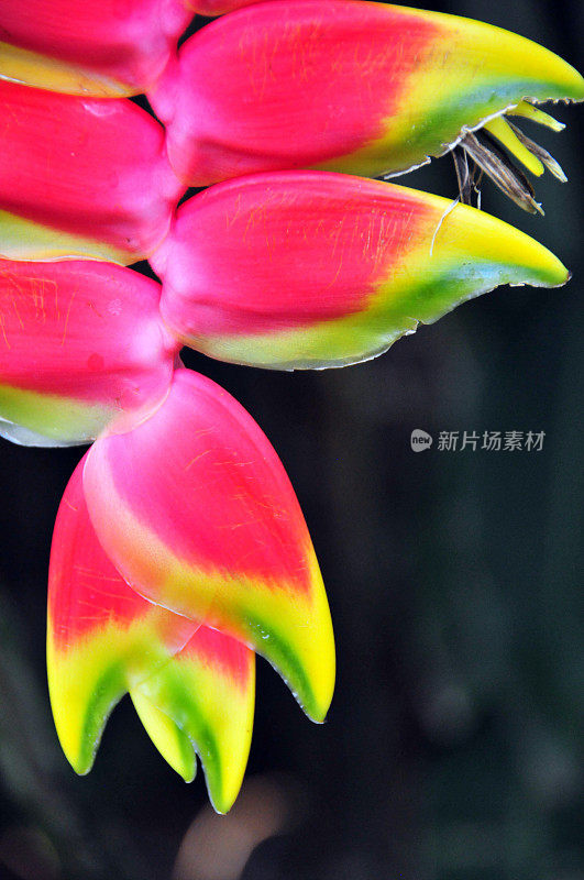 一种龙虾爪植物(Heliconia rostrata)的下垂花序，卢旺达